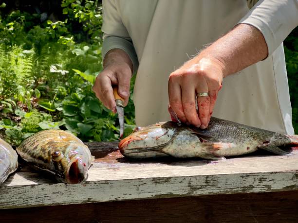 istock Cleaning fresh fishing 2155784743