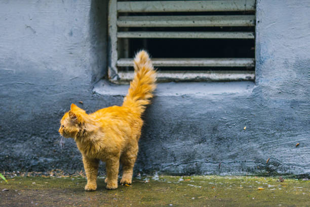 Orange cat.