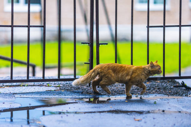 Back of calico cat, curious, exploring by house backyard garden, wooden fence, green grass in autumn, winter or spring, fallen dry brown leaves
