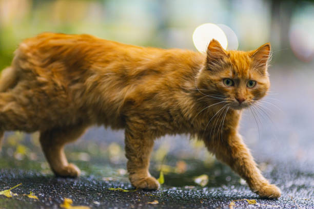 Orange cat.