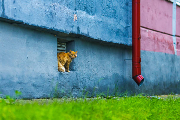 Orange cat.