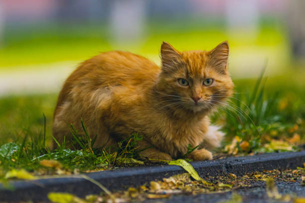 istock Orange cat on city street. 2155785800