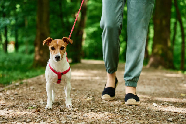 istock Woman Walking Dog in Park 2155786091
