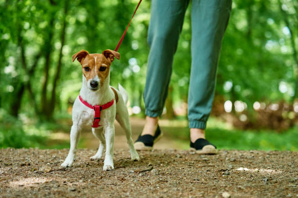 istock Woman Walking Dog in Park 2155786103