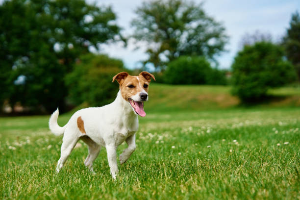 istock Happy Dog on Green Grass 2155786106