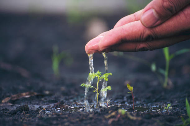 istock Eco green earth environment concept. Hand with growing tree on earth day with sunlight bokeh in morning. Save world energy protect by plant tree in soil and watering. 2155786148