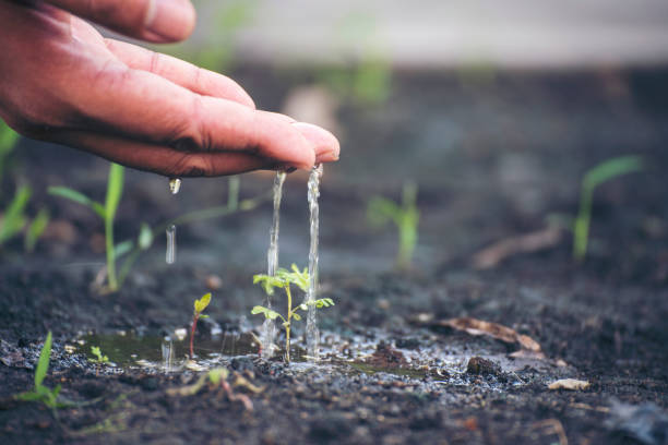 istock Eco green earth environment concept. Hand with growing tree on earth day with sunlight bokeh in morning. Save world energy protect by plant tree in soil and watering. 2155786159