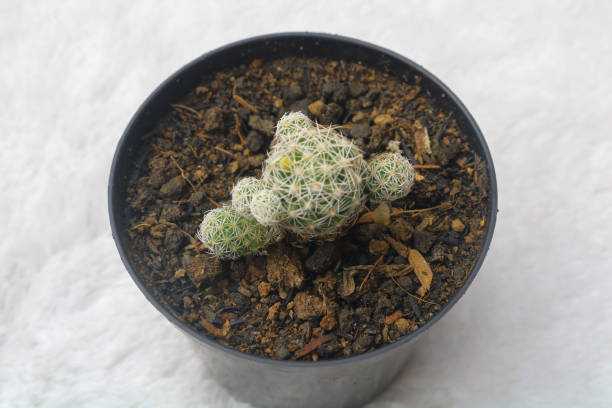 istock Plant Cactus Mammillaria Prolifera 2155786904