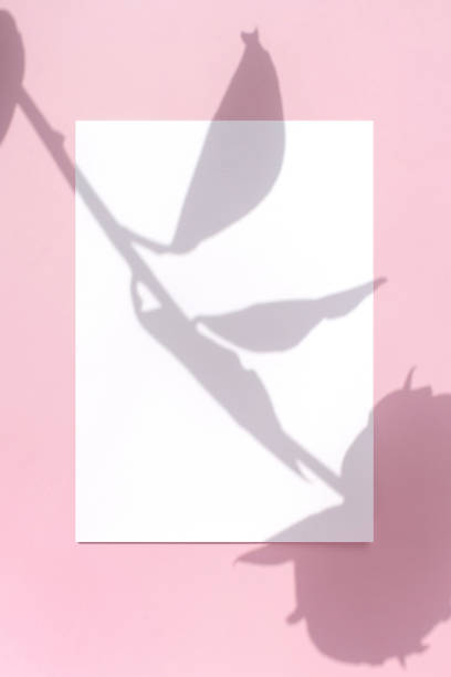 istock Plant Shadows and Card Mock-up 2155786961