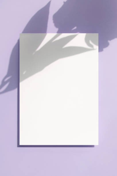 istock Plant Shadows and Card Mock-up 2155786962