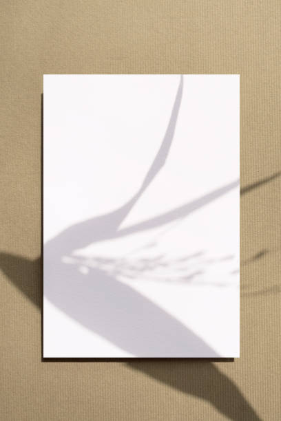 istock Plant Shadows and Card Mock-up 2155786964