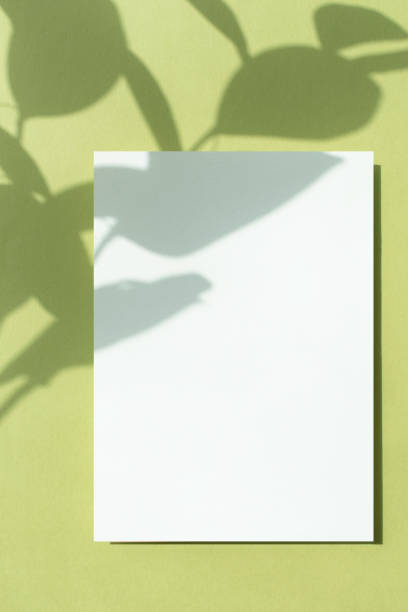 istock Plant Shadows and Card Mock-up 2155786978