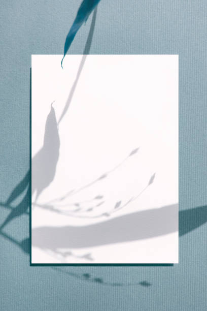 istock Plant Shadows and Card Mock-up 2155786980