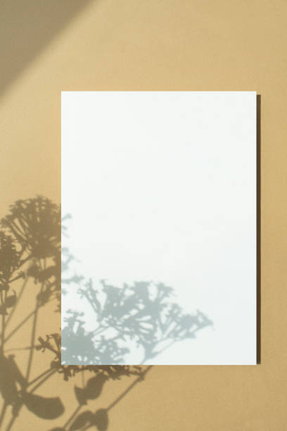 istock Plant Shadows and Card Mock-up 2155786982