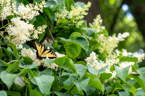 Swallowtail butterfly on a Japanese Lilac tree. And a bonus - there’s a cicada in the bottom right