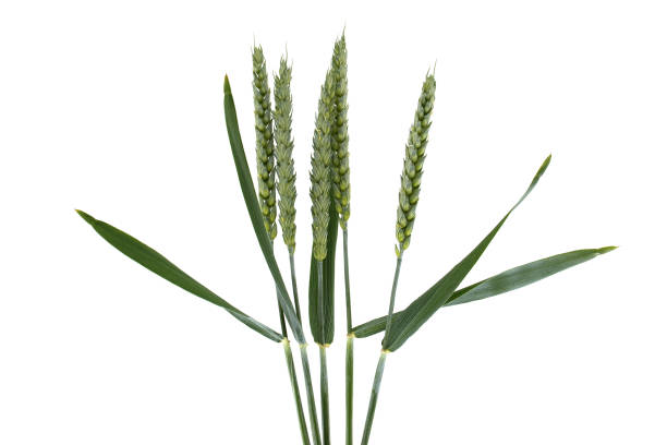 istock Green wheat stems isolated on white background with copy space 2155791194