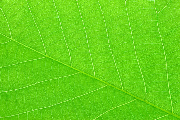istock close up on green leaves texture with leaf vein 2155793185