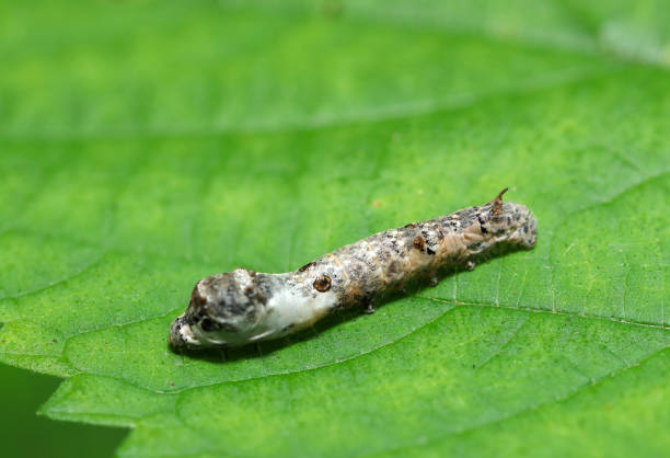 istock Silkworm moth larvae mimicking bird droppings on green leaves (Natural+flash light, macro close-up photography) 2155793761
