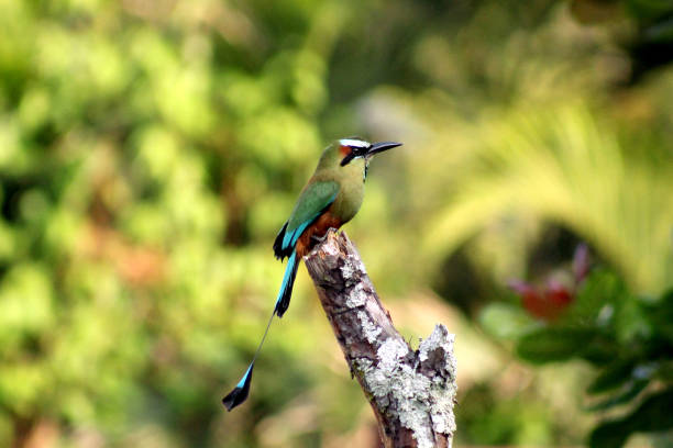 istock Turquoise-browed motmot 2155793874
