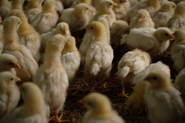 istock a group of chickens on a farm 2155794190