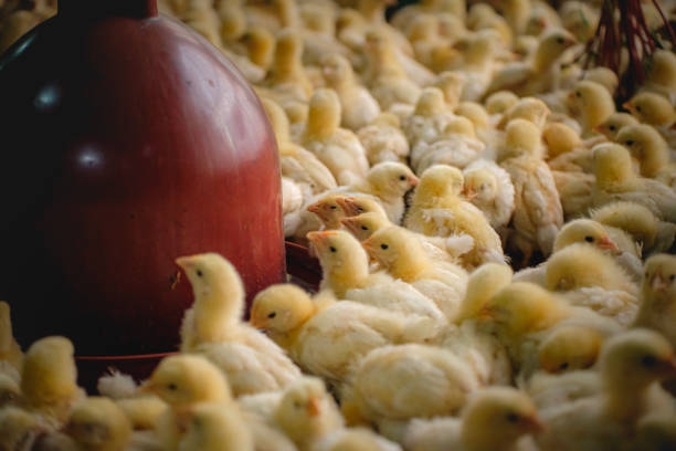 a group of chickens on a farm
