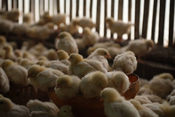 a group of chickens on a farm