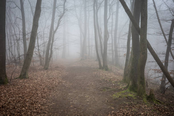 istock The forest in a fog 2155796178
