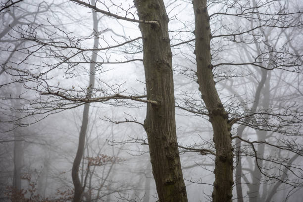 The forest in a fog