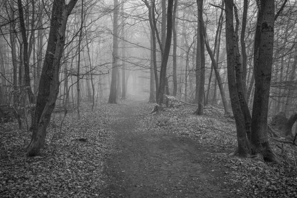 istock The forest in the fog 2155796645
