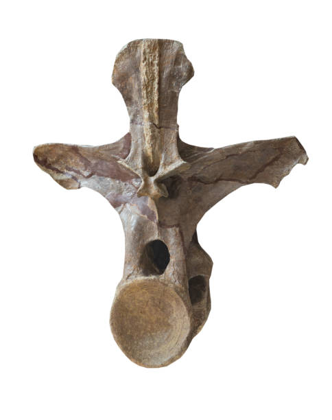 istock Europasaurus vertebra fossil on white, isolated 2155796648