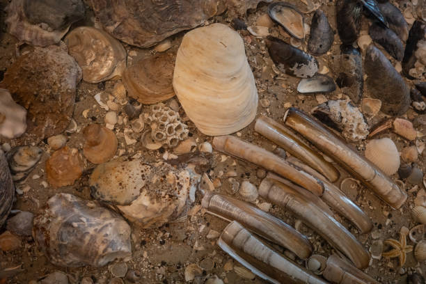 istock sand and shells of the seabed 2155796663