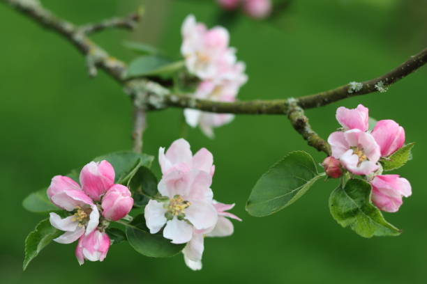 Close up of pink and white blossom on an apple tree in spring