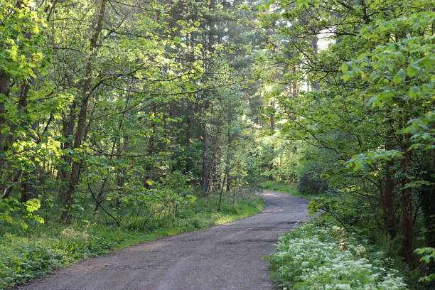 istock Countryside lane in summer surrounded by trees and lush foliage 2155797355