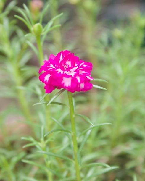 istock Flower photography 2155798454
