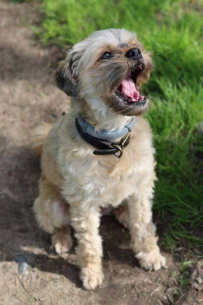 istock Small dog sitting outside with its mouth open 2155799908