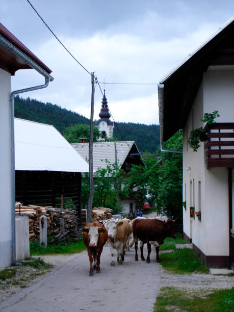 istock cows on the mountain in nature 2155799996