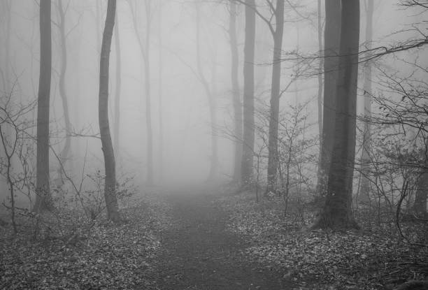 istock The forest in a fog 2155800012
