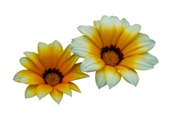 Two Gazania Flowers next to each other.