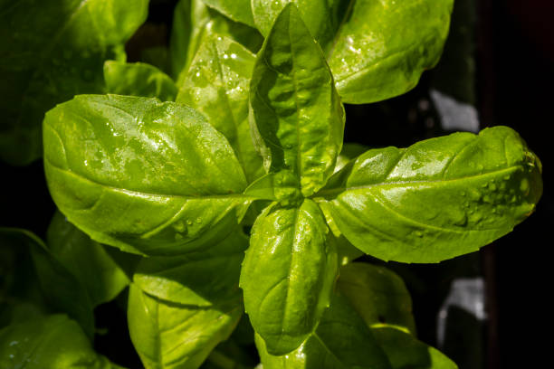 istock close-up of green basil leaves 2155800245