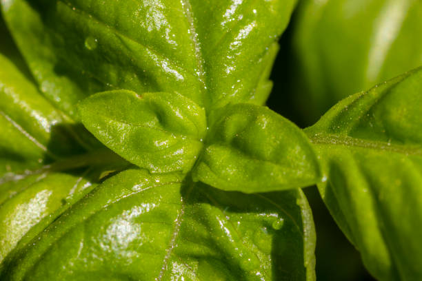 close-up of green basil (Ocimum basilicum) leaves  in Brazil