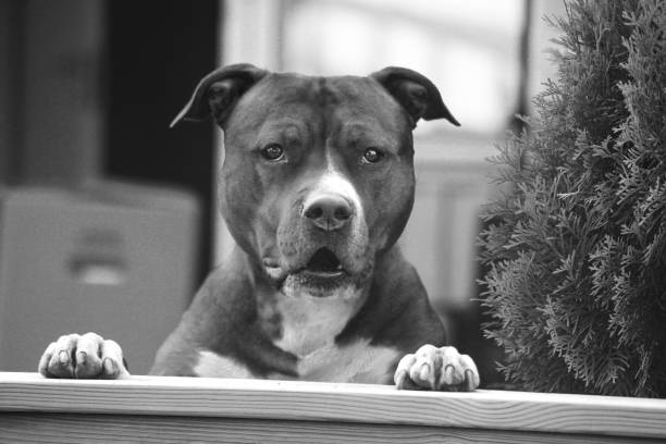 A pit bull hound watching it’s house from a fence in black and white