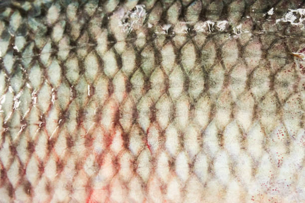 istock close up texture of freshwater fish scales 2155802558