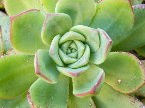 istock Aeonium haworthii, Haworth's aeonium or pinwheel succulent plant. 2155802794
