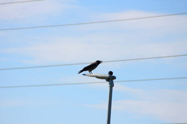 istock A hooded crow calling out for it’s friends on a lamp post 2155803035