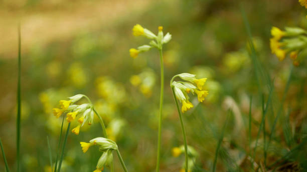 istock Wild cowslip, common cowslip or primrose Primula veris canescens blossom bloom inflorescence yellow endangered flower plant. Legally protected, herbaceous herba, flowering reserve steppe 2155804861