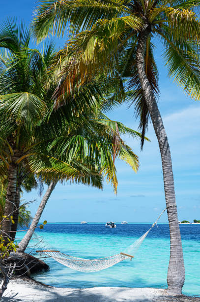 istock Hammock hanging between two palm trees on the tropical beach 2155804997