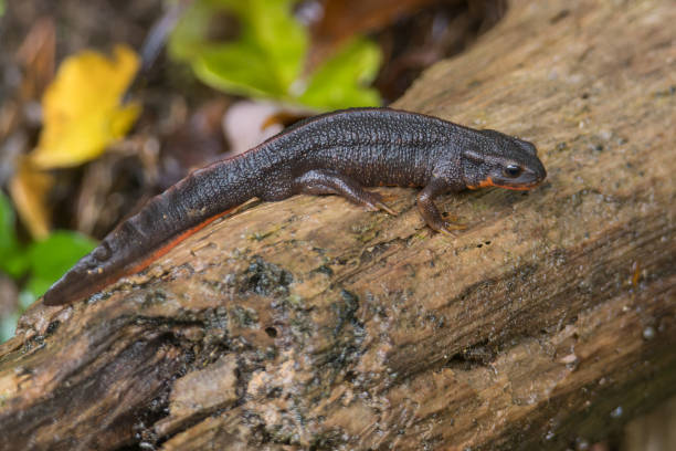 istock The threatened Sword-tailed Newt crawling on a log 2155807335