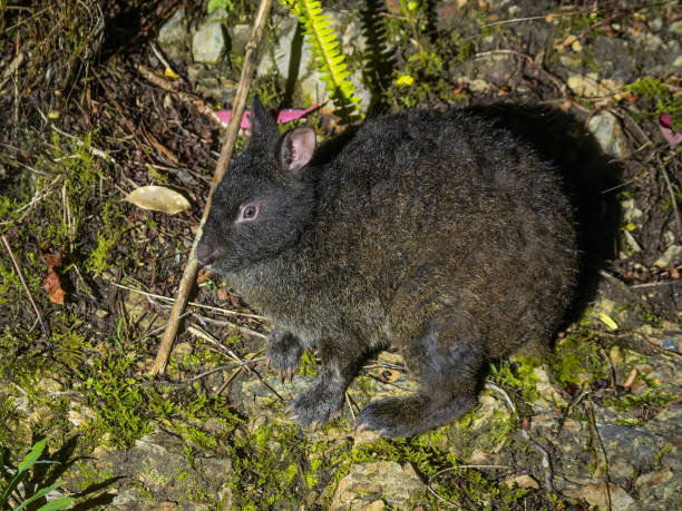 istock Profile of the endangered Amami Rabbit endemic to Amami Islands 2155807340