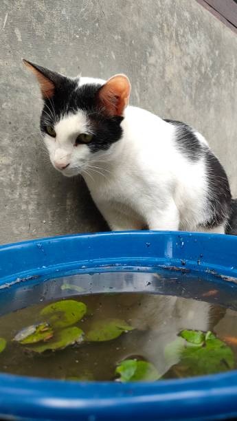 istock kittens playing with fish in the lotus pond 2155807348