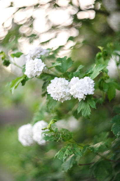 spring flowers